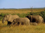 Elefanten Im Krger National Park / Sdafrika