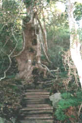 Yellowood Baum