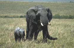 Elefantenkuh mit Kalb