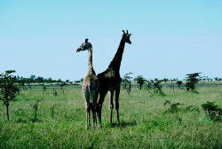 Giraffen im Krüger Nationalpark