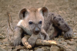 Brown Hyena Welpen