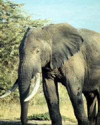 Elefant im Marakele