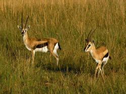 Impalas im Mokala National  Park