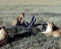 Löwen im Madikwe National Park
