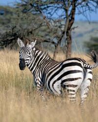 Zebra im Madikwe Game Reserve