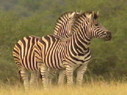 Zebras im Maountain Zebra National Park