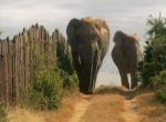 Elefanten im Addo Elephant National Park / South Africa